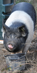 Feeding the Pigs by Hilary Mackelden